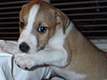 Tuffy